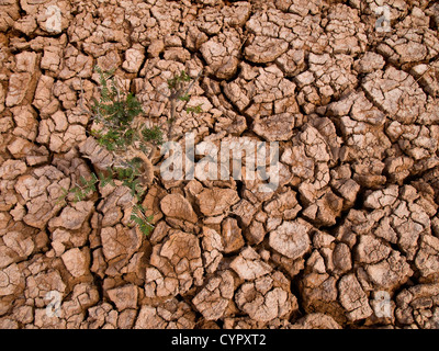 Dornigen Pflanze Stockfoto