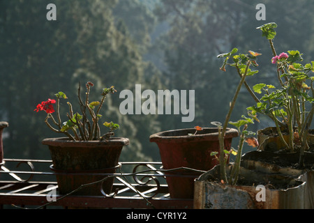 Sonne hinter Blumen Töpfe auf Dach gelegt Stockfoto