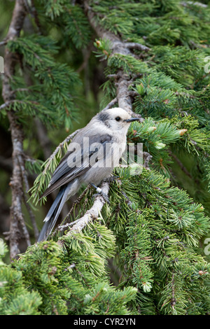 Gray Jay sitzt im Spruce Tree im Rocky Mountains-Nationalpark, Colorado Vertical Stockfoto