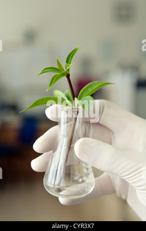 Wissenschaftler beobachten eine Pflanze im Reagenzglas Stockfoto