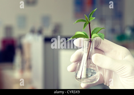 Wissenschaftler beobachten eine Pflanze im Reagenzglas Stockfoto