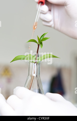 Wissenschaftler beobachten eine Pflanze im Reagenzglas Stockfoto