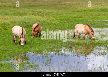 Przewalski Pferd / Equus Ferus Przewalskii Stockfoto