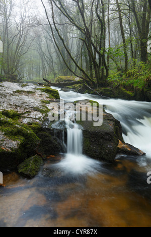 Fluss Fowey bei Golitha fällt im Regen. Cornwall. England. VEREINIGTES KÖNIGREICH. Stockfoto