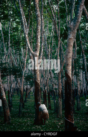 Eine Bäuerin Wasserhähne Tropfen Harz aus einem Gummibaum in einer Plantage auf der Insel Pulau Langkawi, Malaysia. Stockfoto