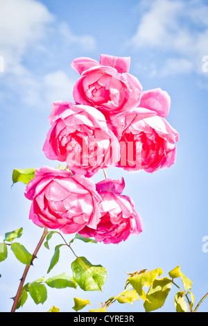 Schöne rosa Sommer Rosen gegen einen perfekten Sommer-Himmel Stockfoto