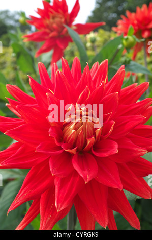 Helle rote Dahlie Kopf im Sommer Bettwäsche, England, UK Stockfoto