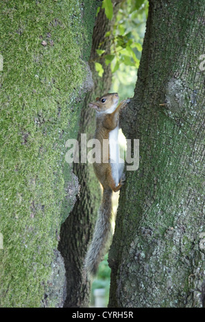 schöne rote Eichhörnchen zwischen zwei Bäumen Stockfoto