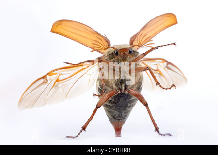 Maikäfer Käfer fliegen gegen eine Glasfenster Stockfoto
