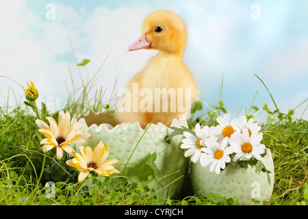 Peeping Neugeborenen Ostern Entlein in einen Daisy-Garten Stockfoto