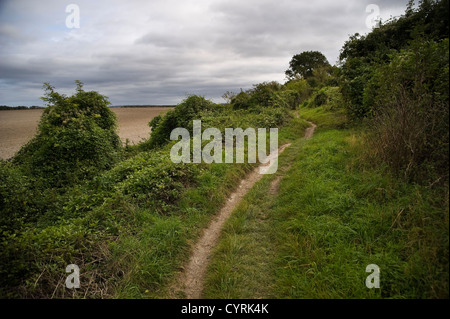 Die Grim Graben an der Ridgeway National Trail in der Nähe von Wallingford, Oxfordshire, Vereinigtes Königreich Stockfoto