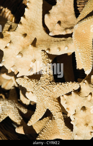 Meerestier geformt Schaustücke zum Verkauf an einem Marktstand, Athen, Griechenland Stockfoto