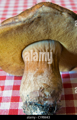 Steinpilze (Boletus Edulis), Steinpilze Pilz Stockfoto