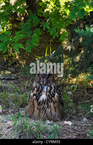 Eurasische Adler-Eule (Bubo Bubo) Stockfoto