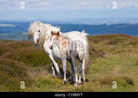 Wildes Pferd mit Fohlen auf der Long Mynd, Shropshire, England, UK Stockfoto