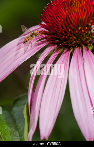 Rosa Echinacea Blume mit Biene und pollen Stockfoto