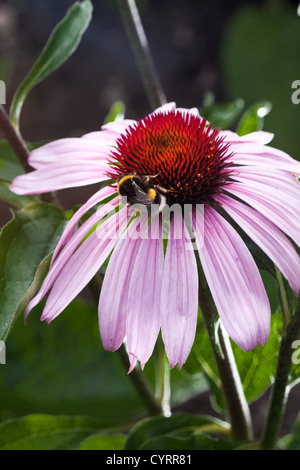 Rosa Echinacea Blume mit Biene und pollen Stockfoto