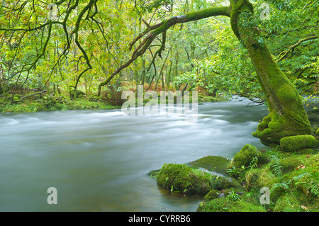 Fluß Rothay in Herbstfarben in der Nähe von Rydal, Ambleside, Cumbria, England Stockfoto