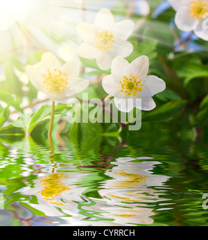 Weiße Anemonen in Wasser mit Wassertropfen und Sonne Stockfoto