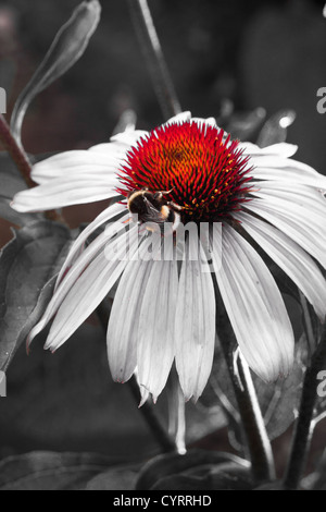 Rosa Echinacea Blume mit Biene und pollen Stockfoto