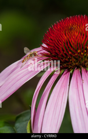 Rosa Echinacea Blume auf grüner Natur Hintergrund Stockfoto