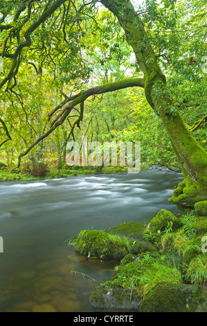 Fluß Rothay in Herbstfarben in der Nähe von Rydal, Ambleside, Cumbria, England Stockfoto