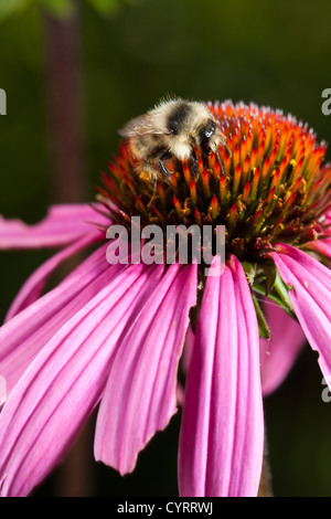 Rosa Echinacea Blume mit Biene und pollen Stockfoto