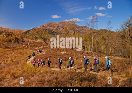 Ein Club, Wandern im Wald Achray. Ben Venue ist im Hintergrund. Stockfoto