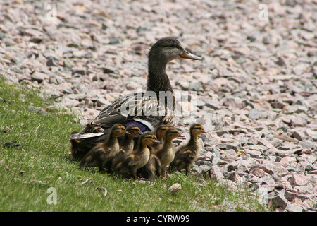 Eine Erwachsene weibliche Stockente und eine Schar von kürzlich geschlüpften Küken an einem See im Frühjahr in Winnipeg, Manitoba, Kanada Stockfoto