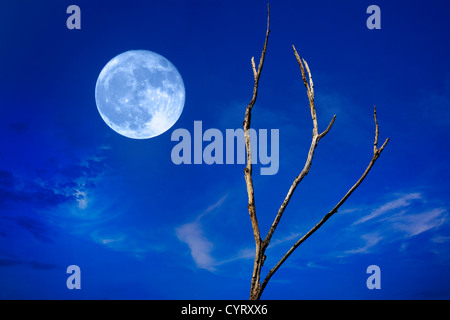 Vollmond auf dem Vormarsch gegen einen tiefblauen Twilight-Himmel mit Wolkenfetzen und einem blattlosen Baum, dies ist ein digitales Composite Stockfoto