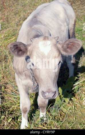 hübsches kleines Kalb allein im grünen Weide Stockfoto