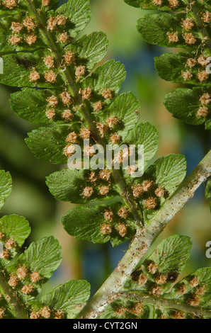 Männliche breite Schnalle Farn Form und Gliederung der Ohrmuschel Wedel Sori Form mit feinen Details Stockfoto