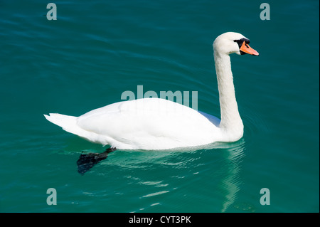 Ein Schwan ist Schwimmen in einem See in Österreich Stockfoto