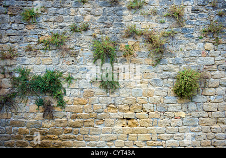 Ein Teil von einer alten Stadtmauer aus der Stadt Lazise am Gardasee in Italien. Stockfoto