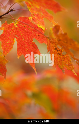 Zucker-Ahorn (Acer Saccharum) in Herbstfarben, England, UK Stockfoto