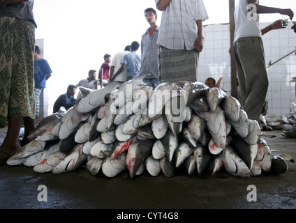 Haufen von kleinen Haien im Al Hodeidah Fisch Markt, Jemen Stockfoto