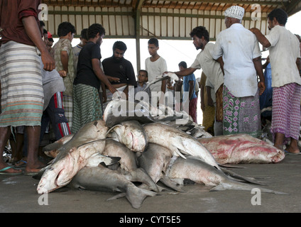 Haufen von Haien und Fischer In Al Hodeidah Fisch Markt, Jemen Stockfoto