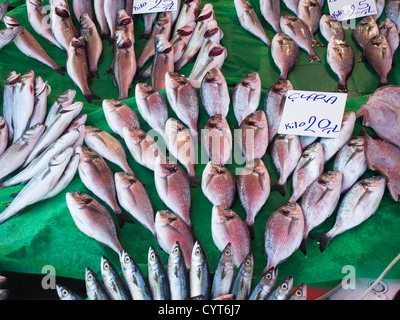 Morgen Fischmarkt in Kumkapi-Istanbul-Türkei, Fisch frisch direkt aus die Boote vergoldet-Kopf Dorade, Sparus Aurata Stockfoto