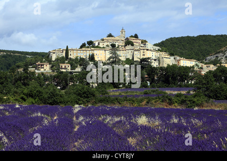 Feld von Lavendel und Banon Dorf, Alpes de Haute Provence, Frankreich Stockfoto