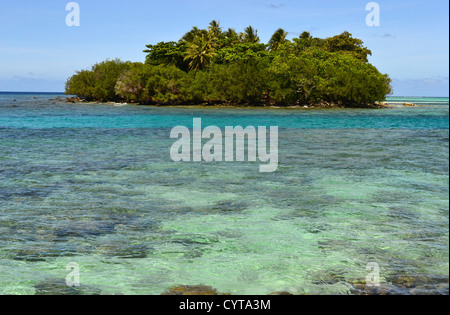 Saumriff bei Black Coral Island, Kitti Provinz, Pohnpei, Föderierte Staaten von Mikronesien Stockfoto