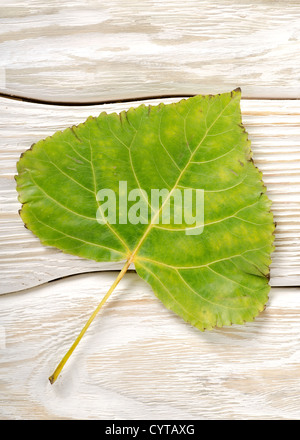 Pappel Blatt auf einem weißen Hintergrund Holz Stockfoto