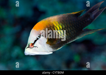 Slingjaw Lippfische, Epibulus Insidiator, Pohnpei, Föderierte Staaten von Mikronesien Stockfoto