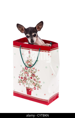 Welpen in Geschenktüte. Weihnachten Geschenk-weißer Hintergrund Stockfoto