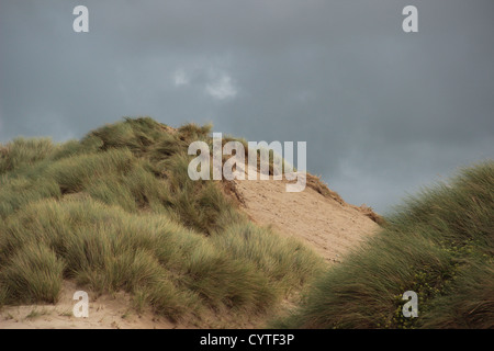 Sanddünen in Dünengebieten Grass, Braunton Burrows, Devon, UK Stockfoto