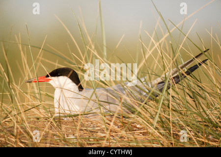 Gemeinsamen Seeschwalbe (Sterna Hirundo) Erwachsenen, Zucht in Punta del Fangar, Naturpark Ebro-Delta, Deltebre, Tarragona, Spanien Stockfoto