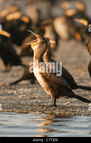 Großen Cormoran Junggebliebene (Phalacrocorax Carbo) Punta De La Banya, Naturpark Ebro-Delta, Sant Carles De La Rapita, Montsia. Stockfoto