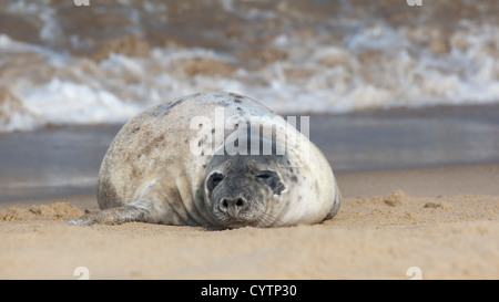 Grey seal Pup am Rand Wassers. Stockfoto
