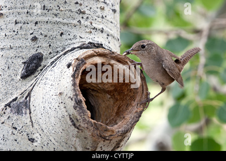 Haus Wren sitzt in Nest Cavity