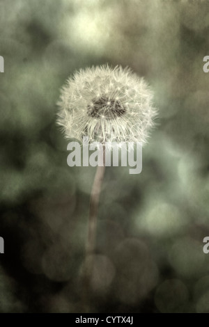 Pusteblumen Stockfoto