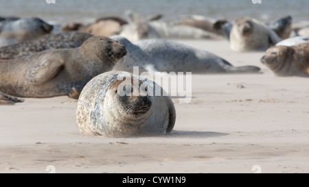 Gemeinsame und Kegelrobben auf der Sandbank, Blakeney Point, Norfolk Stockfoto